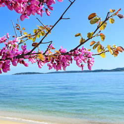 FLEURS CIEL ET MER