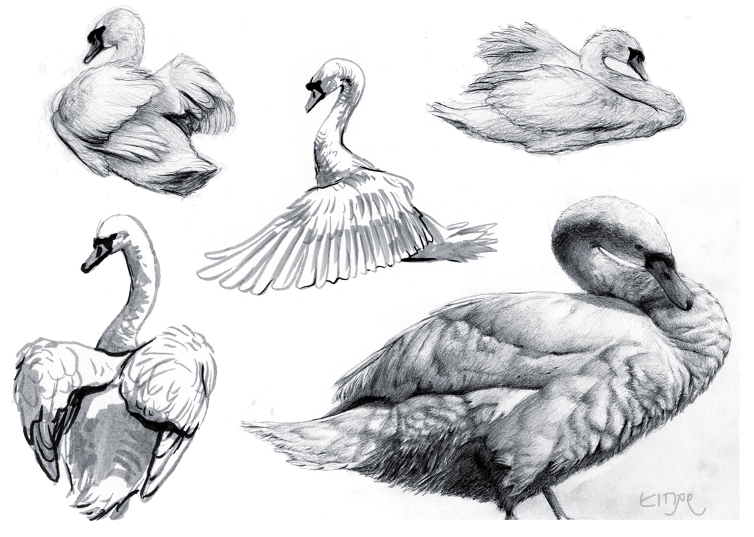 swans