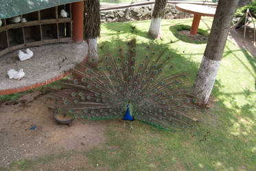 The Peacock