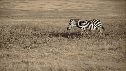 zebra GIF not mine