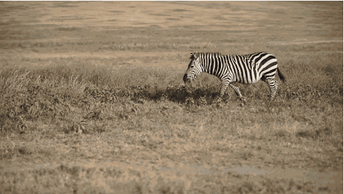 Zebra Rug Gif Zebra Gif Gifs