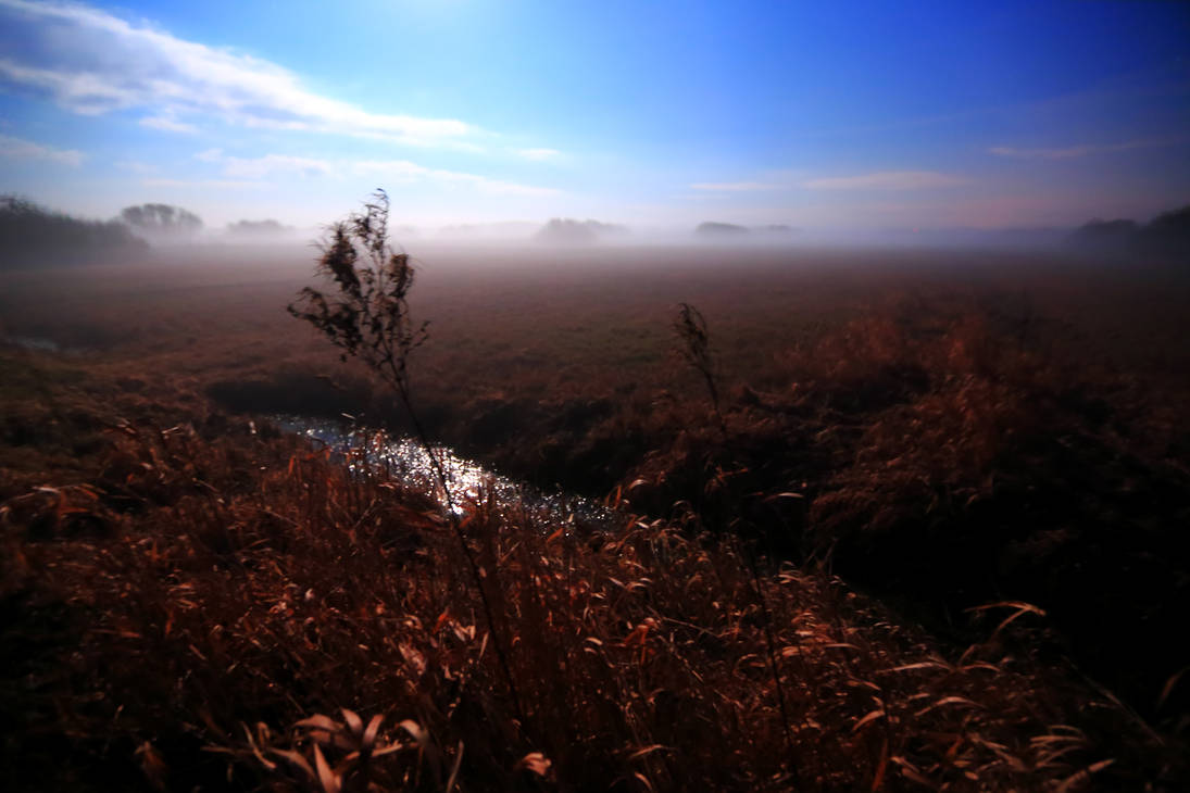 Into the wetlands... No.3 by qaxtx Into the wetlands... No.3 by qaxtx