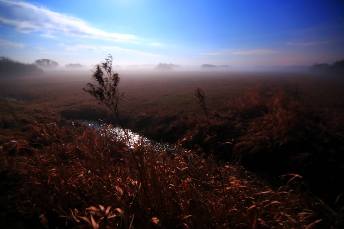 Into the wetlands... No.3 by qaxtx