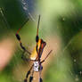 Golden Orb