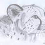 Cheetah on paper