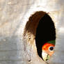 Peek