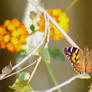 Orange Butterfly
