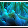 BlueTentacles