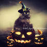 *halloween kitty*