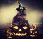 *halloween kitty*