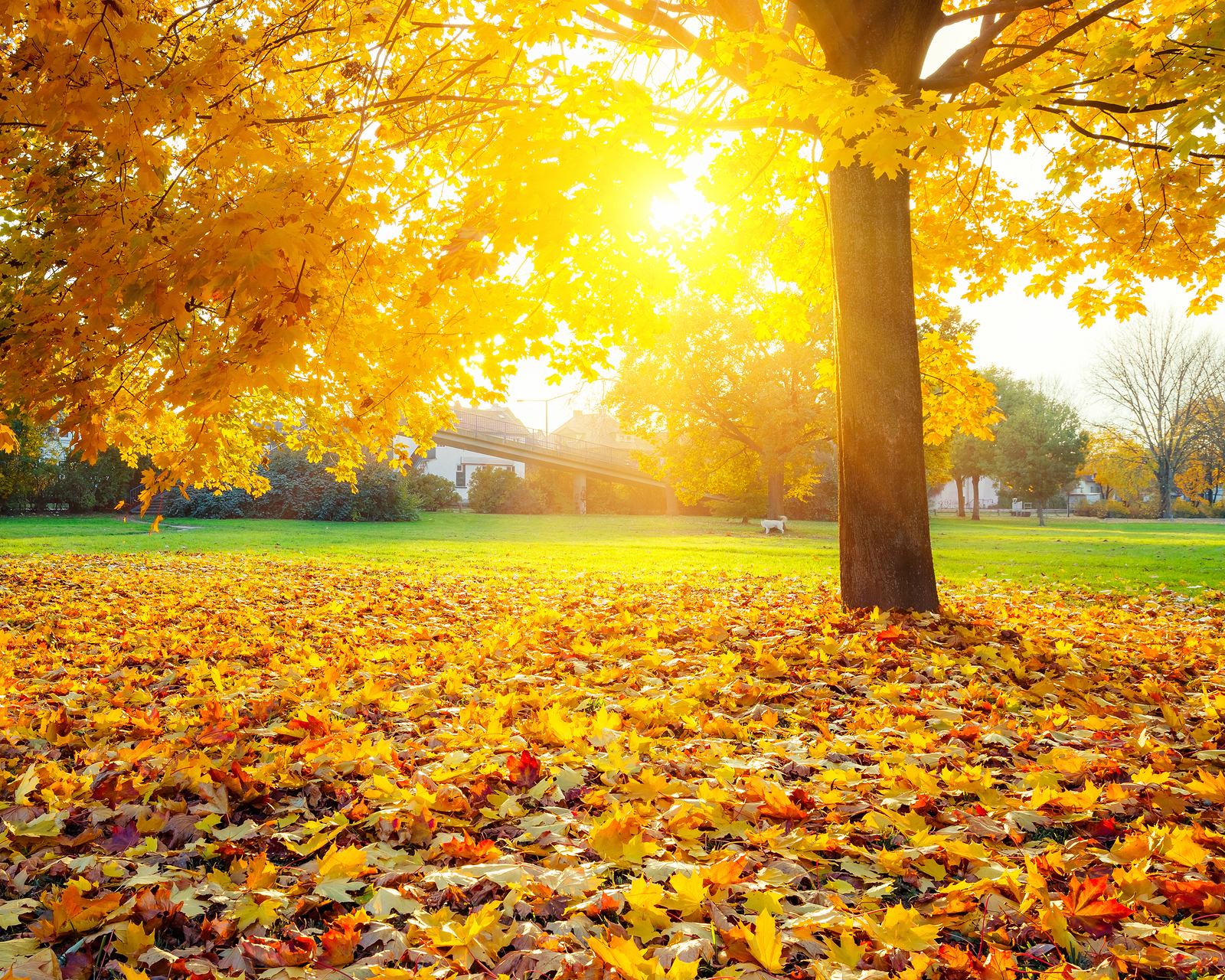 Colorful foliage in the autumn park