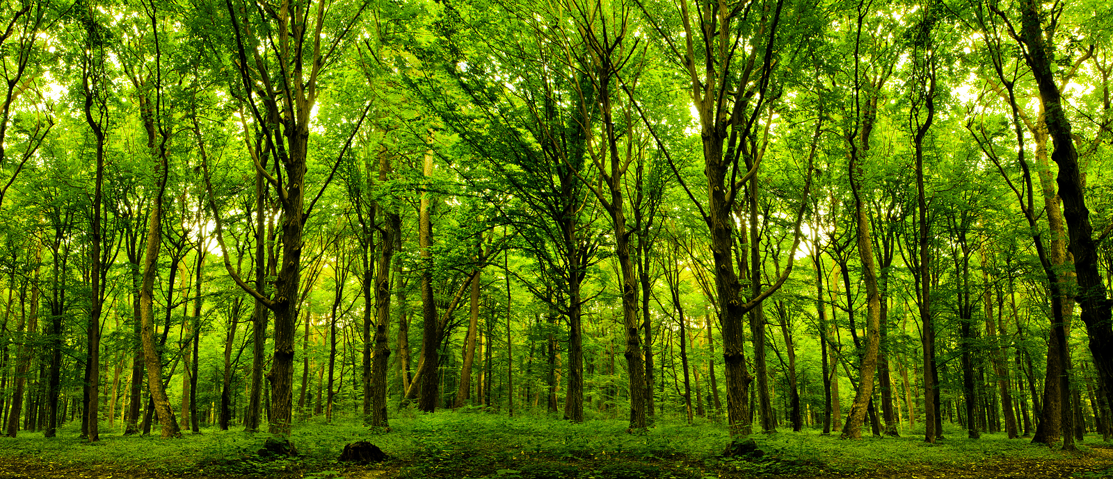 forest trees. nature green wood sunlight backgroun