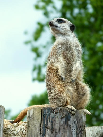 The Lookout