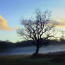 Rising Mist