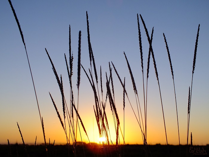 Grasses At Dusk