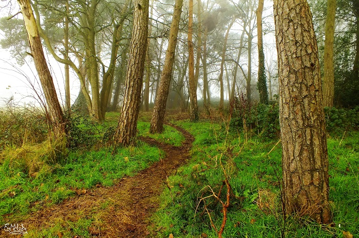 A Misty Walk