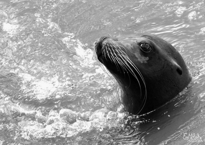 Sea Lion