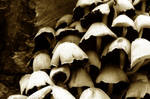 Forest Mushrooms