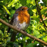 Resting Robin