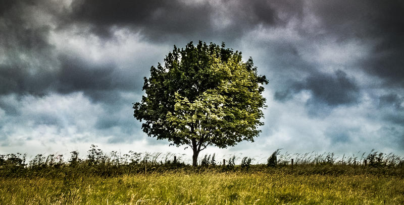 The Tree On The Hill