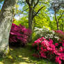 Forest of Flowers