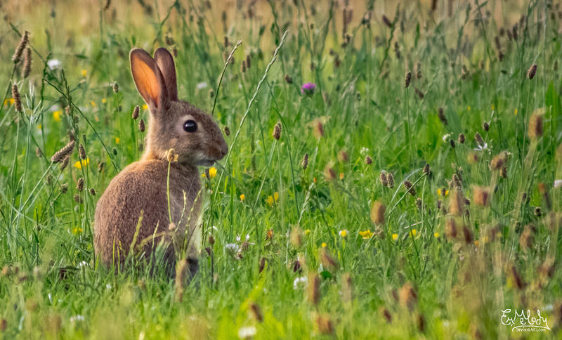 Peter Rabbit