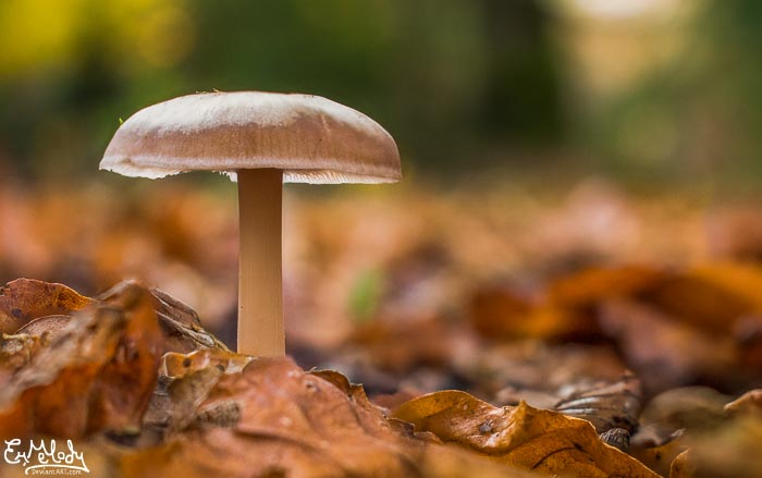 Woodland Mushroom