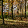 Autumn Woodland