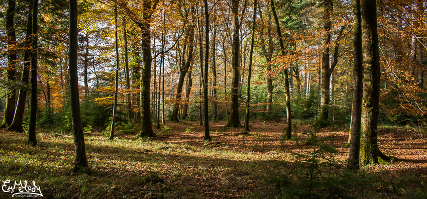 Autumn Woodland