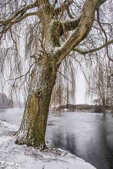 Winter's Willow