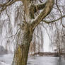 Winter's Willow