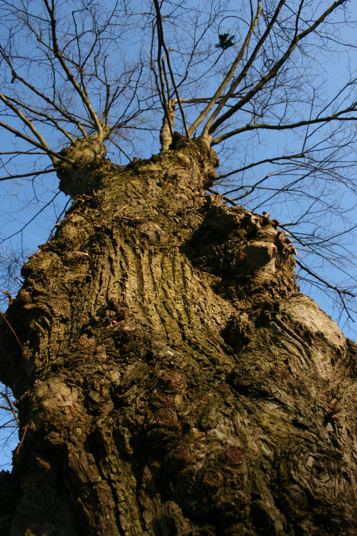 A big strong tree by crissie200 on DeviantArt