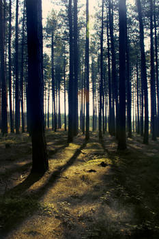 Cannock Chase Forest.