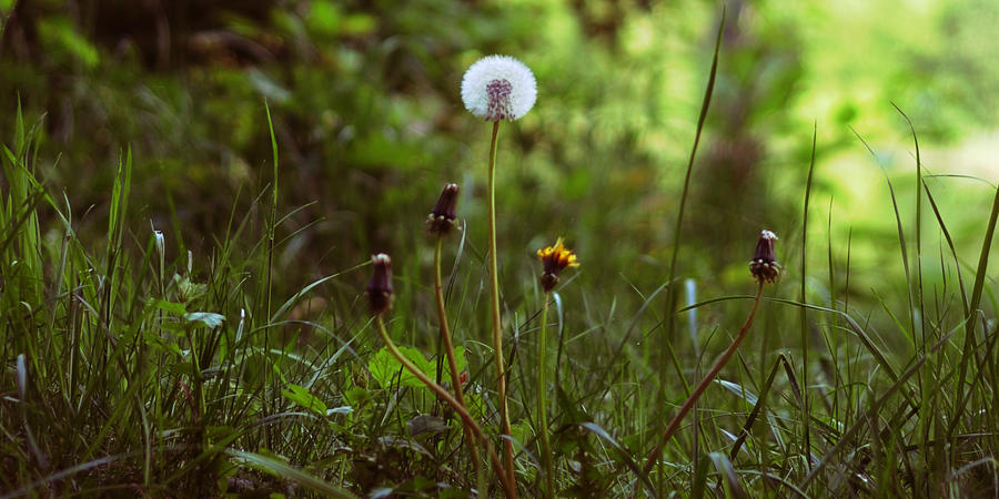 Dandelion