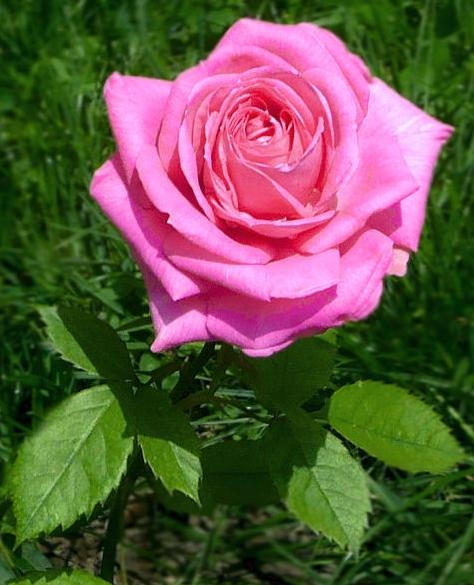 Tr Roz3 by magdalyna on DeviantArt