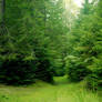 Green Forest1