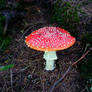 Agaricus Muscarius