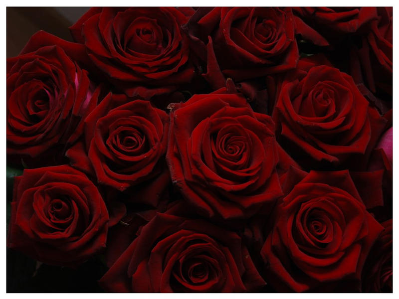 Rdark Red Roses Dark Red Roses by signmeupscotty on DeviantArt