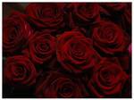 Dark Red Roses