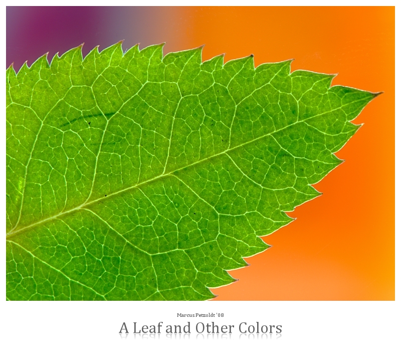 A Leaf and Other Colors