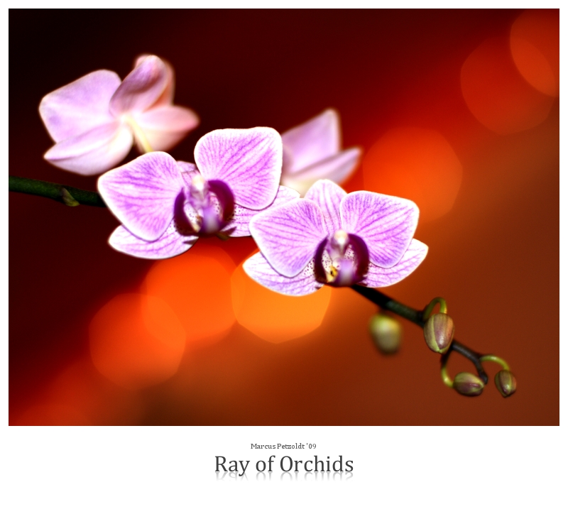 Ray of Orchids