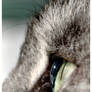 The Cat's Eye