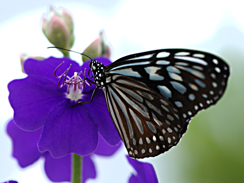Butterfly by signmeupscotty