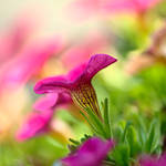 Cornucopia by signmeupscotty