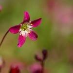 Petite Parasol by signmeupscotty