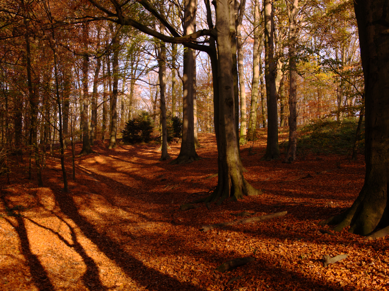 Fiery Fall Forest