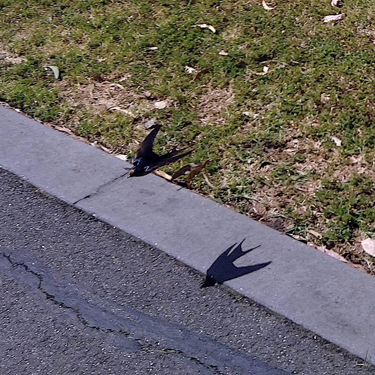 Bird Shadowa A bird and its shadow flying past by thorfinn7 on DeviantArt