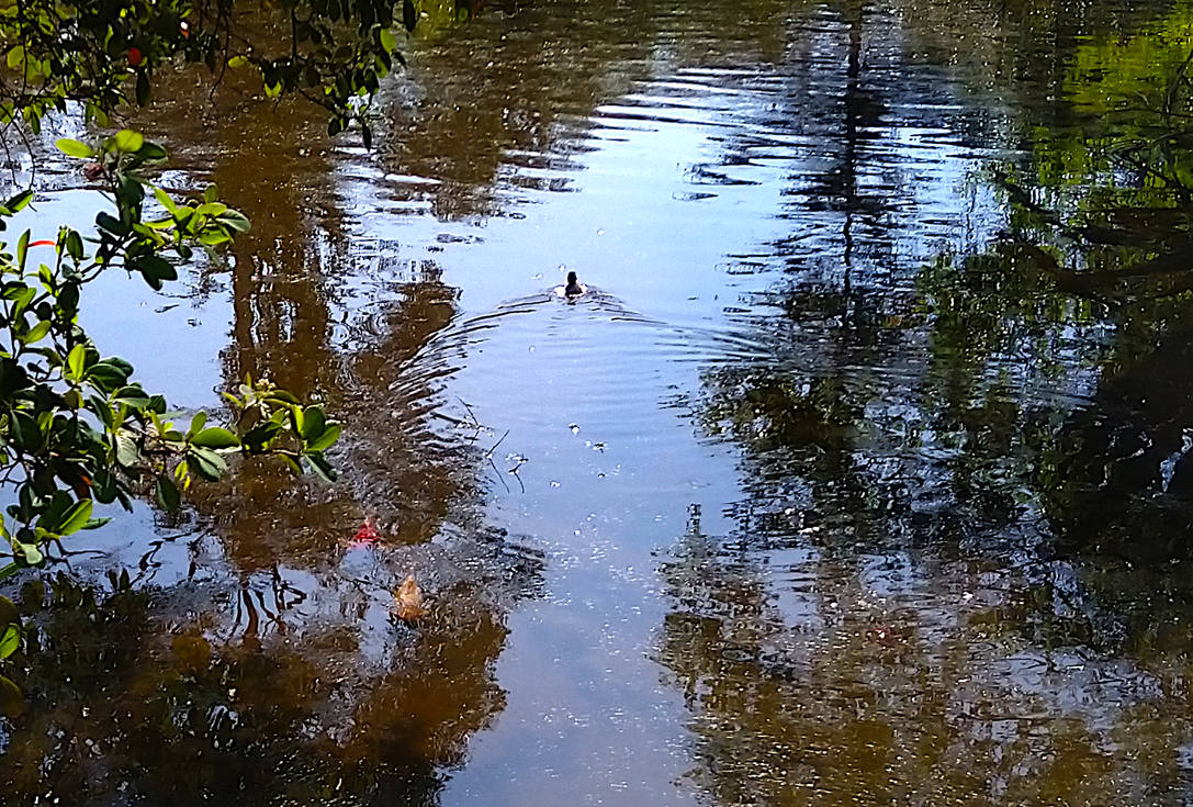 The lost duckling by thorfinn7 on DeviantArt