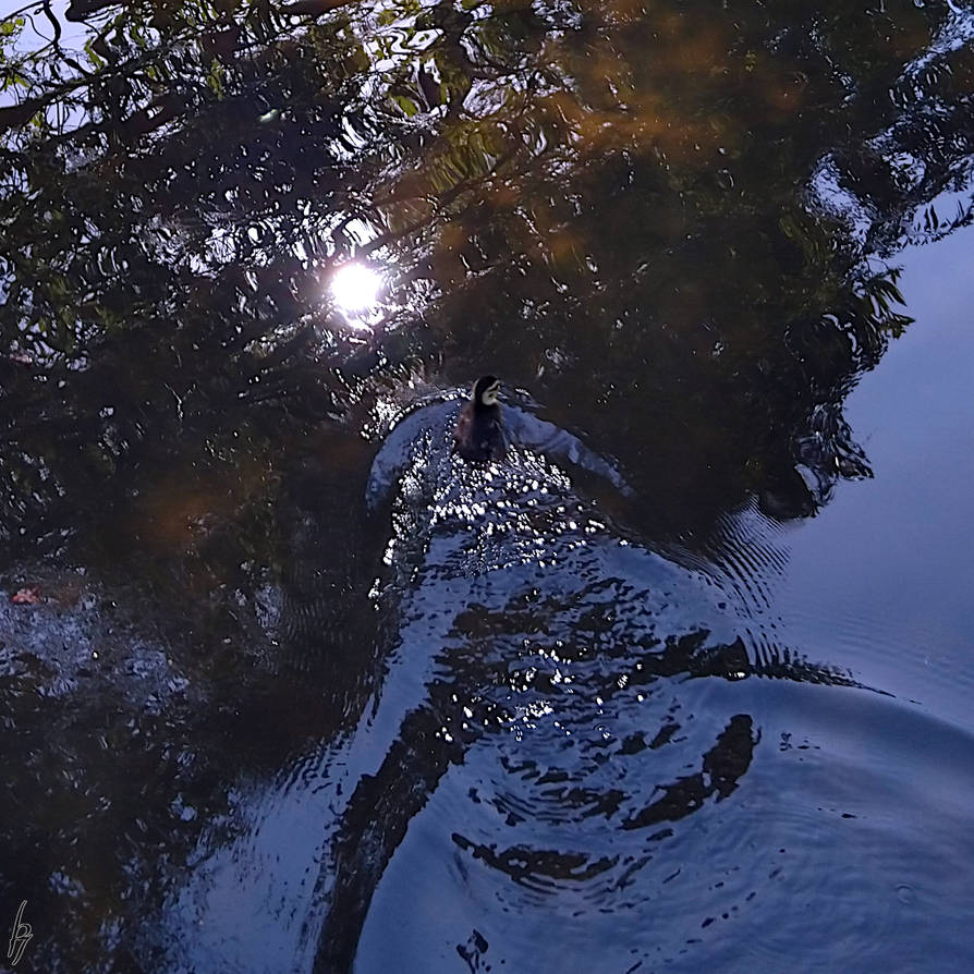 the lost duckling swims across the reflection by thorfinn7 on DeviantArt