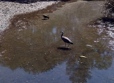 A hungry heron